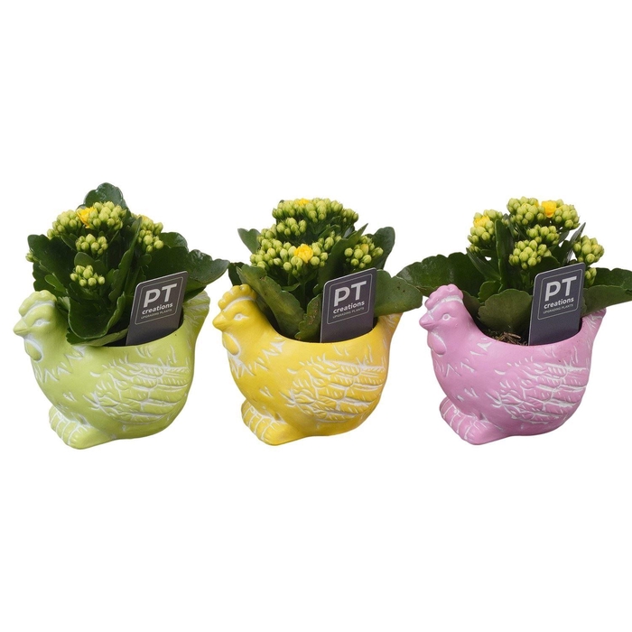 <h4>Arr. Pasen L%</h4>