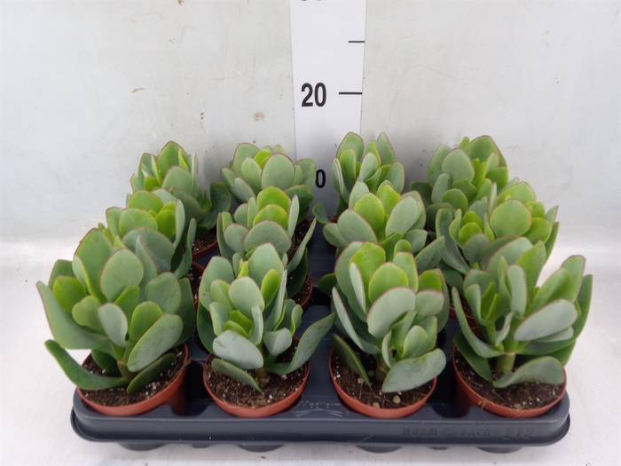 <h4>Crassula arborescens</h4>