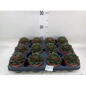 Echeveria purpusorum