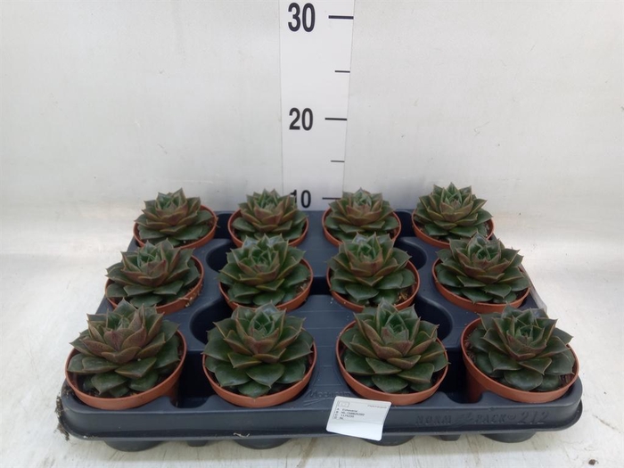 <h4>Echeveria purpusorum</h4>
