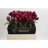 Paeonia Kansas