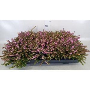 Erica darley. 'Kramer's Rote'