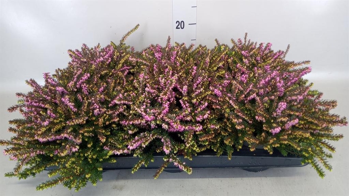 <h4>Erica darley. 'Kramer's Rote'</h4>