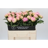 Paeonia Pink Giant