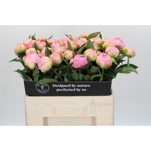 Paeonia Pink Giant