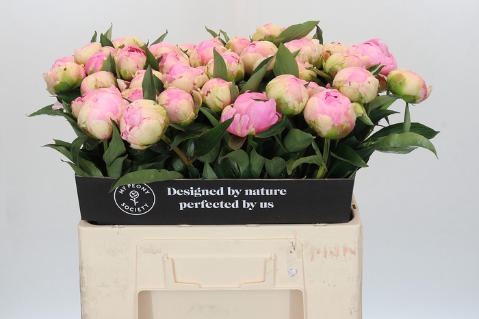 Paeonia Pink Giant