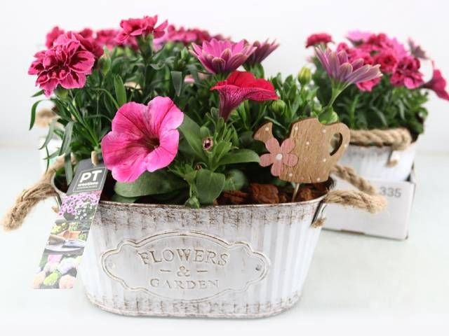 <h4>ARR TUINPLANTEN</h4>