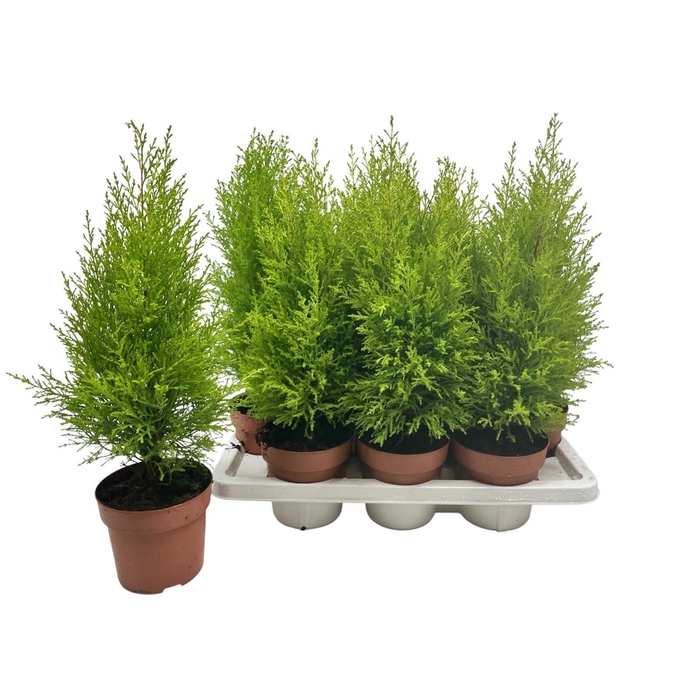 <h4>CUPR MA GOLDC WILMA</h4>