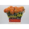 Nutans Ayoba Peach