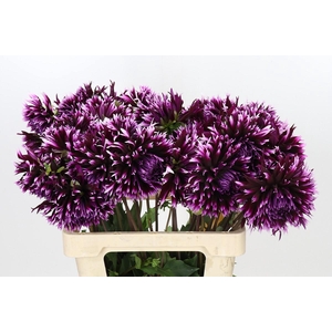 Dahlia Aiyana
