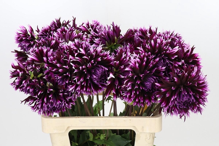 <h4>Dahlia Aiyana</h4>