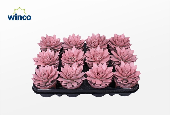 <h4>Echeveria Agavoides Paint Pink</h4>