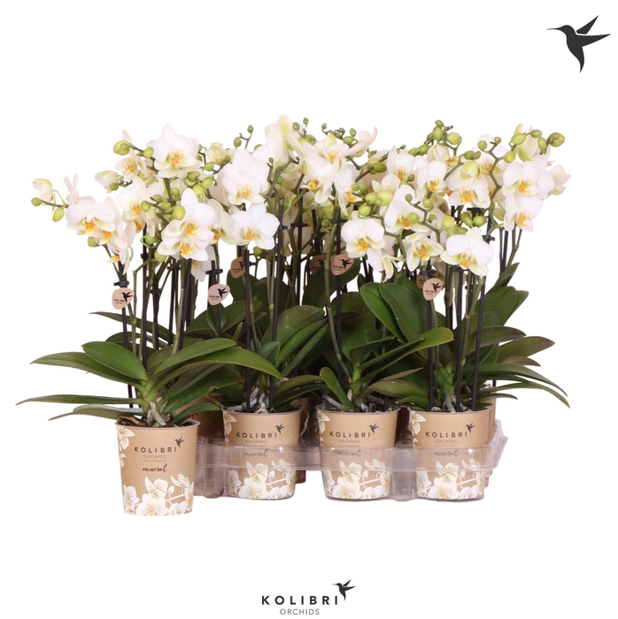 <h4>Kolibri Orchids Phalaenopsis White 3 spike big flower</h4>