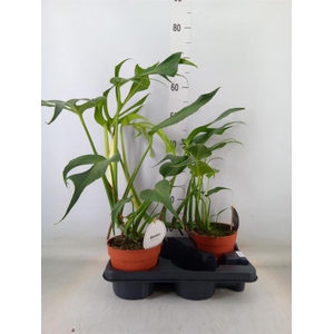 Monstera   ...