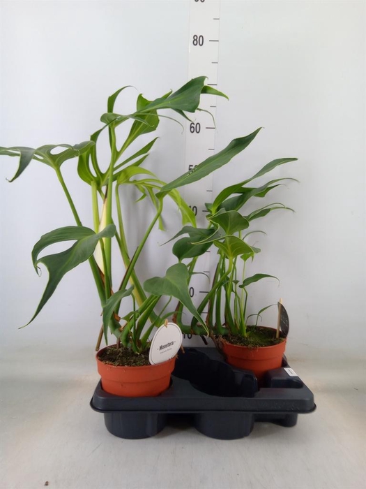 <h4>Monstera   ...</h4>