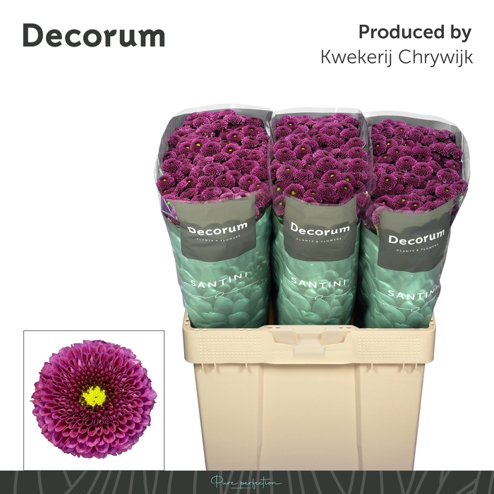 <h4>CHR S AAA PURPETTA</h4>