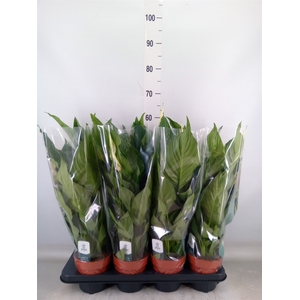 Spathiphyllum  'Sweet Ricardo'