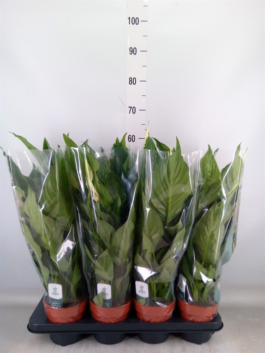 <h4>Spathiphyllum  'Sweet Ricardo'</h4>
