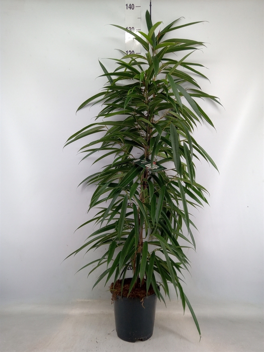 <h4>Ficus binn. 'Alii'</h4>