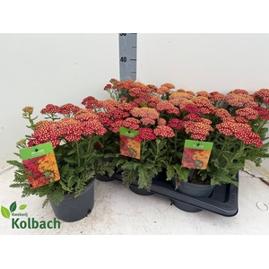 ACHI MILLEFOLIUM