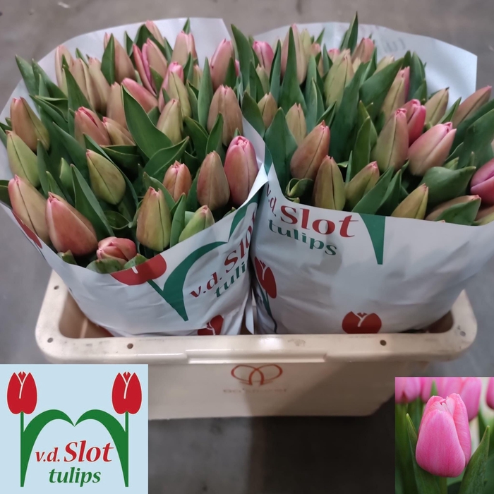 <h4>TU EN TRESOR</h4>