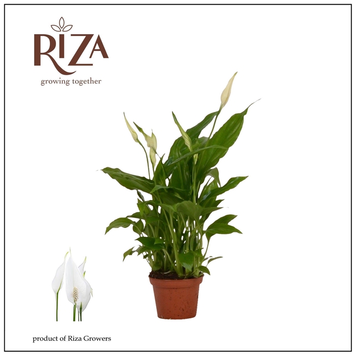 <h4>Spathiphyllum 6,5 cm Chopin</h4>