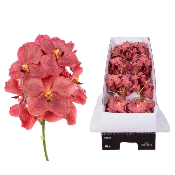 <h4>Vanda Nitaya Salmon</h4>