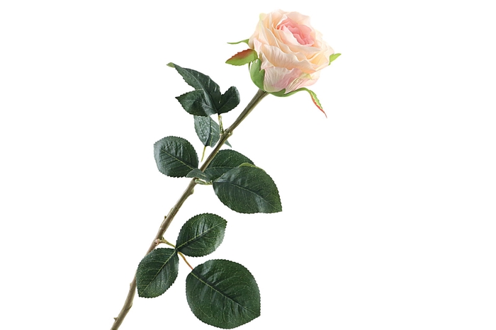 <h4>Rosa Salmon</h4>