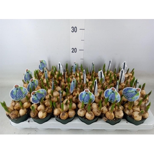 Muscari  'Big Smile'