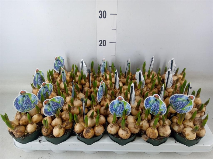 <h4>Muscari 'Big Smile'</h4>