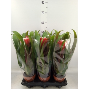Guzmania  'Hope'