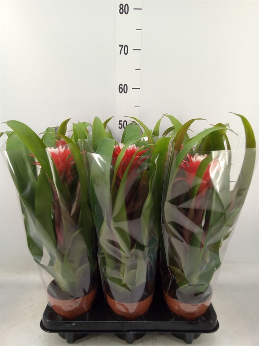 <h4>Guzmania  'Hope'</h4>