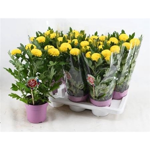Chrysanthemum (Indicum Grp) Flowerpops Yellow