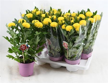 <h4>Chrysanthemum (Indicum Grp) Flowerpops Yellow</h4>
