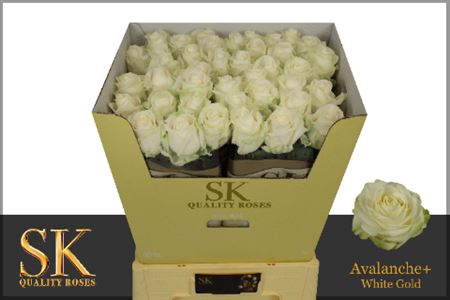 <h4>Rosa grootbloemig Avalanche+</h4>