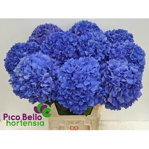 Hydrangea pimpernel