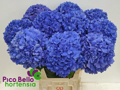 <h4>Hydrangea pimpernel</h4>
