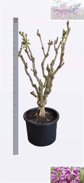 <h4>SYRI V SENSATION</h4>