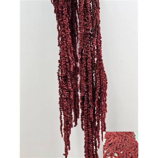 <h4>GESTABILISEERD AMARANTHUS (H) BORDEAUX</h4>
