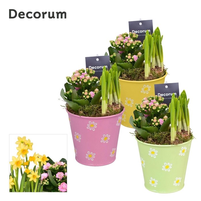 <h4>Calandiva & Narcis Fleur Grande GM HL23547</h4>