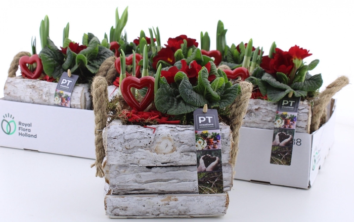 <h4>ARR PL IN SCHAAL</h4>