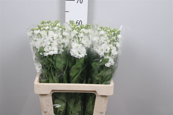 <h4>Matth Aida White</h4>