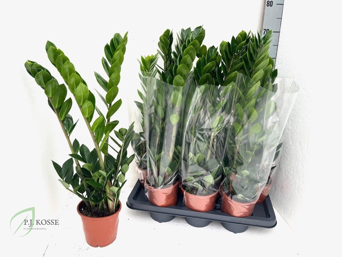 <h4>ZAMIO ZAMIIFOLIA</h4>