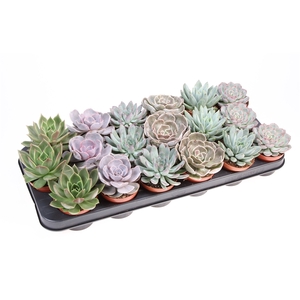 Echeveria mix op rij