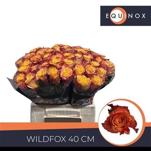 Rosa a grande fleur Wildfox