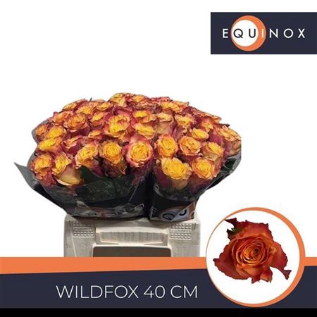 <h4>Rosa a grande fleur Wildfox</h4>