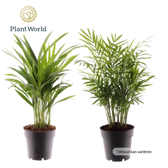 <h4>Ov Palmen Gemengd Xl</h4>