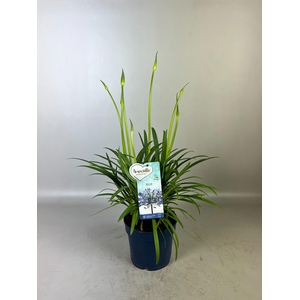 Agapanthus Amourette Blue, 5+ tak