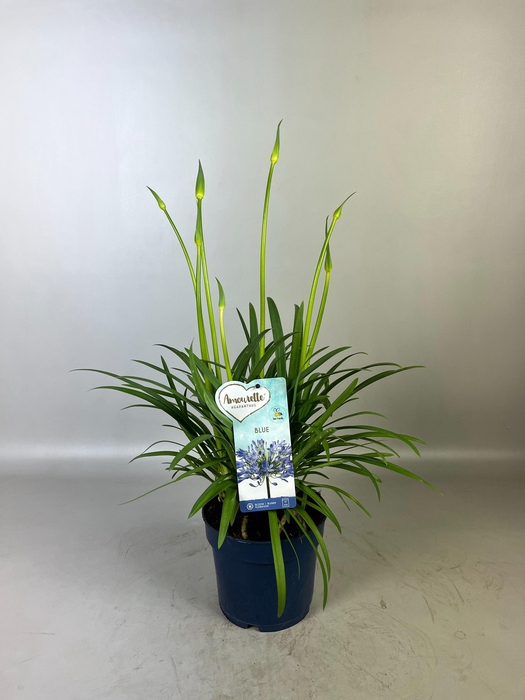 <h4>Agapanthus Amourette Blue, 5+ tak</h4>