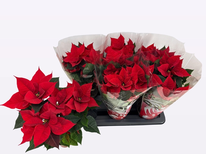 <h4>EUPHOR P FREYA</h4>